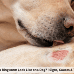 What Does Ringworm Look Like on a Dog