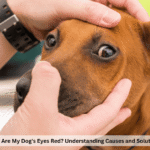 Why Are My Dog's Eyes Red