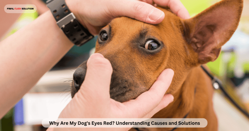 Why Are My Dog's Eyes Red