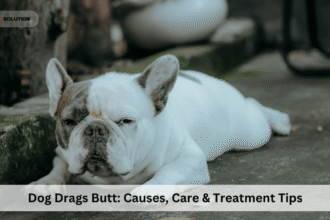 Dog Drags Butt: Causes, Care & Treatment Tips