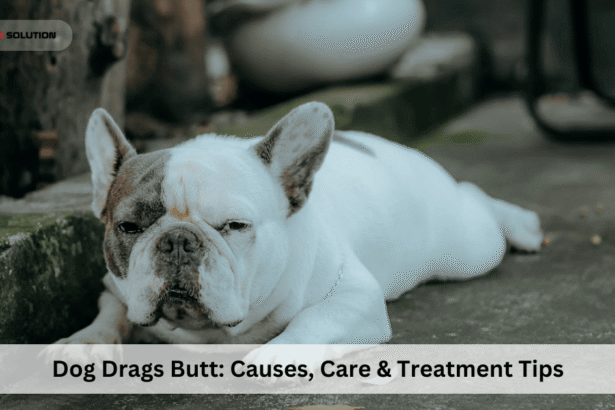 Dog Drags Butt: Causes, Care & Treatment Tips