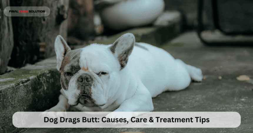 Dog Drags Butt: Causes, Care & Treatment Tips
