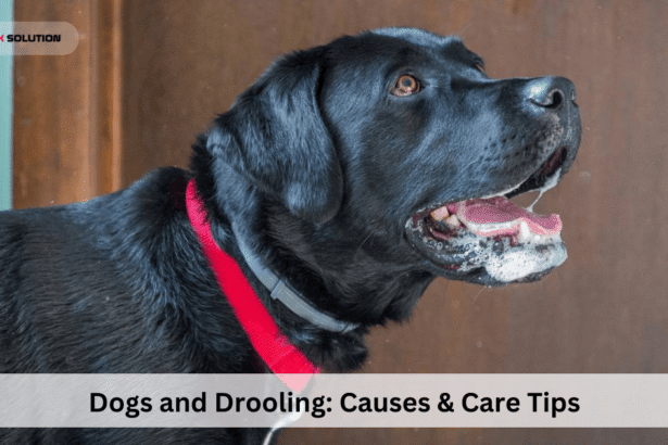 Dogs and Drooling: Causes & Care Tips