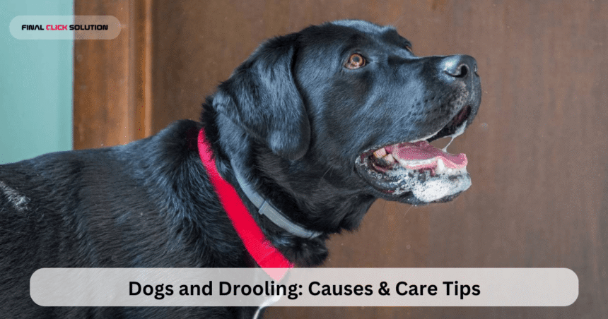 Dogs and Drooling: Causes & Care Tips