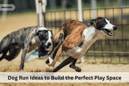Dog Run Ideas to Build the Perfect Play Space