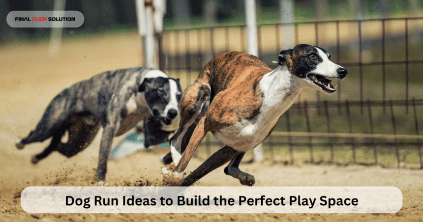 Dog Run Ideas to Build the Perfect Play Space