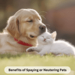 Benefits of Spaying or Neutering Pets