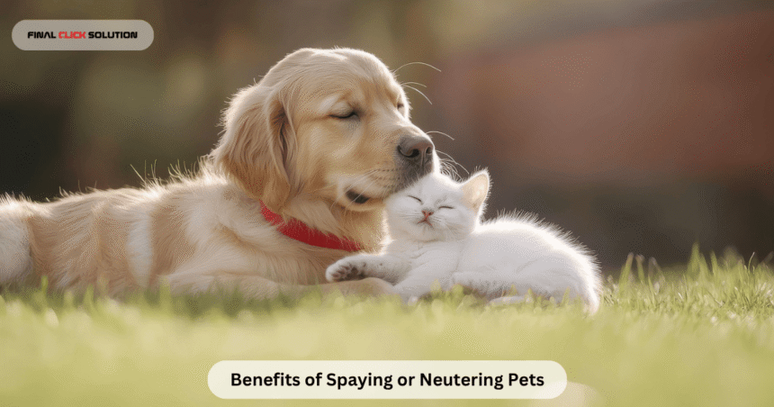 Benefits of Spaying or Neutering Pets