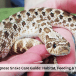 Hognose Snake Care Guide: Habitat, Feeding & Tips