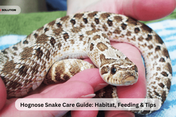 Hognose Snake Care Guide: Habitat, Feeding & Tips