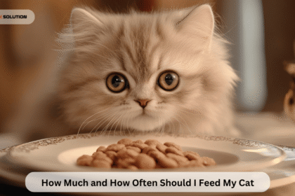How Much and How Often Should I Feed My Cat