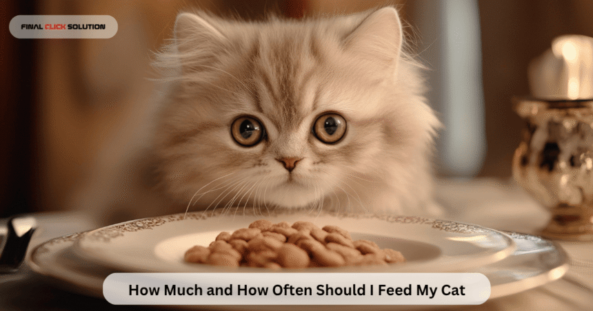 How Much and How Often Should I Feed My Cat
