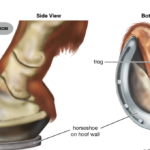 why do horses need shoes