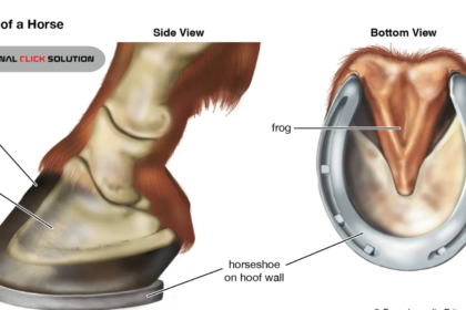 why do horses need shoes