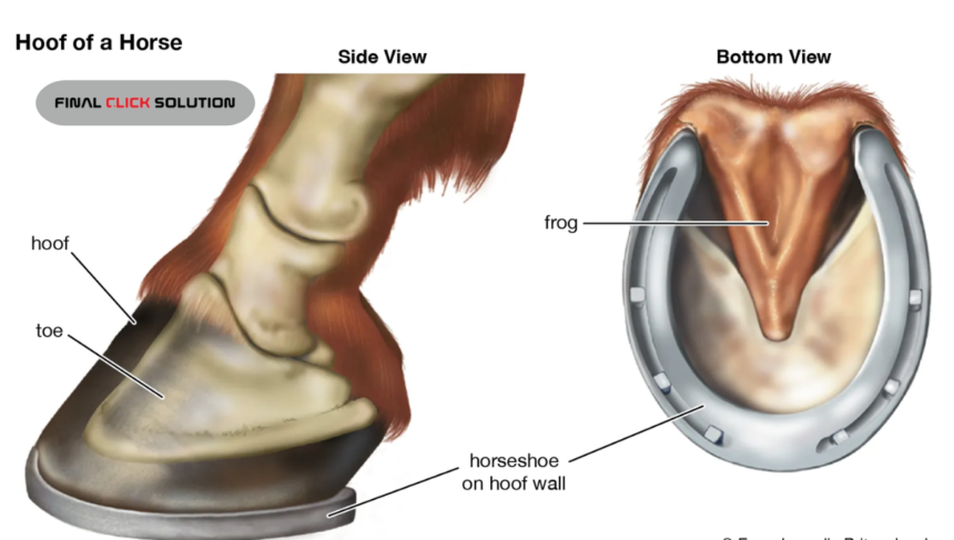 why do horses need shoes
