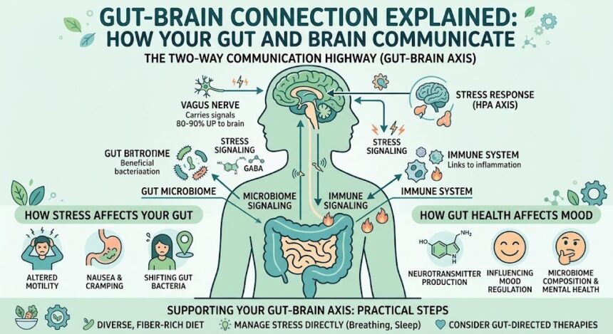 Gut-Brain Connection Explained: How Your Gut and Brain Communicate